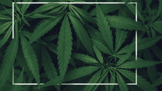Marijuana Drug Prohibition